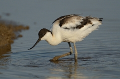 David Plant Photography - Wildlife Photography - Avocet - T